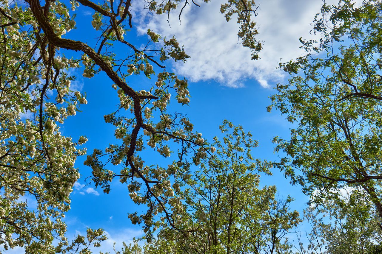 Branche d'acacia