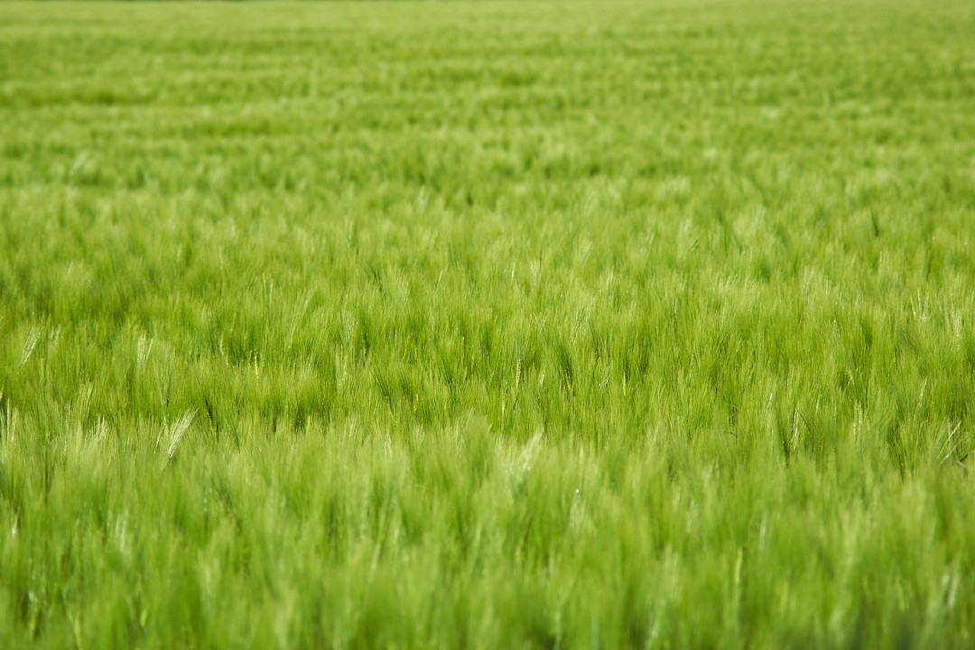 Champ céréales
