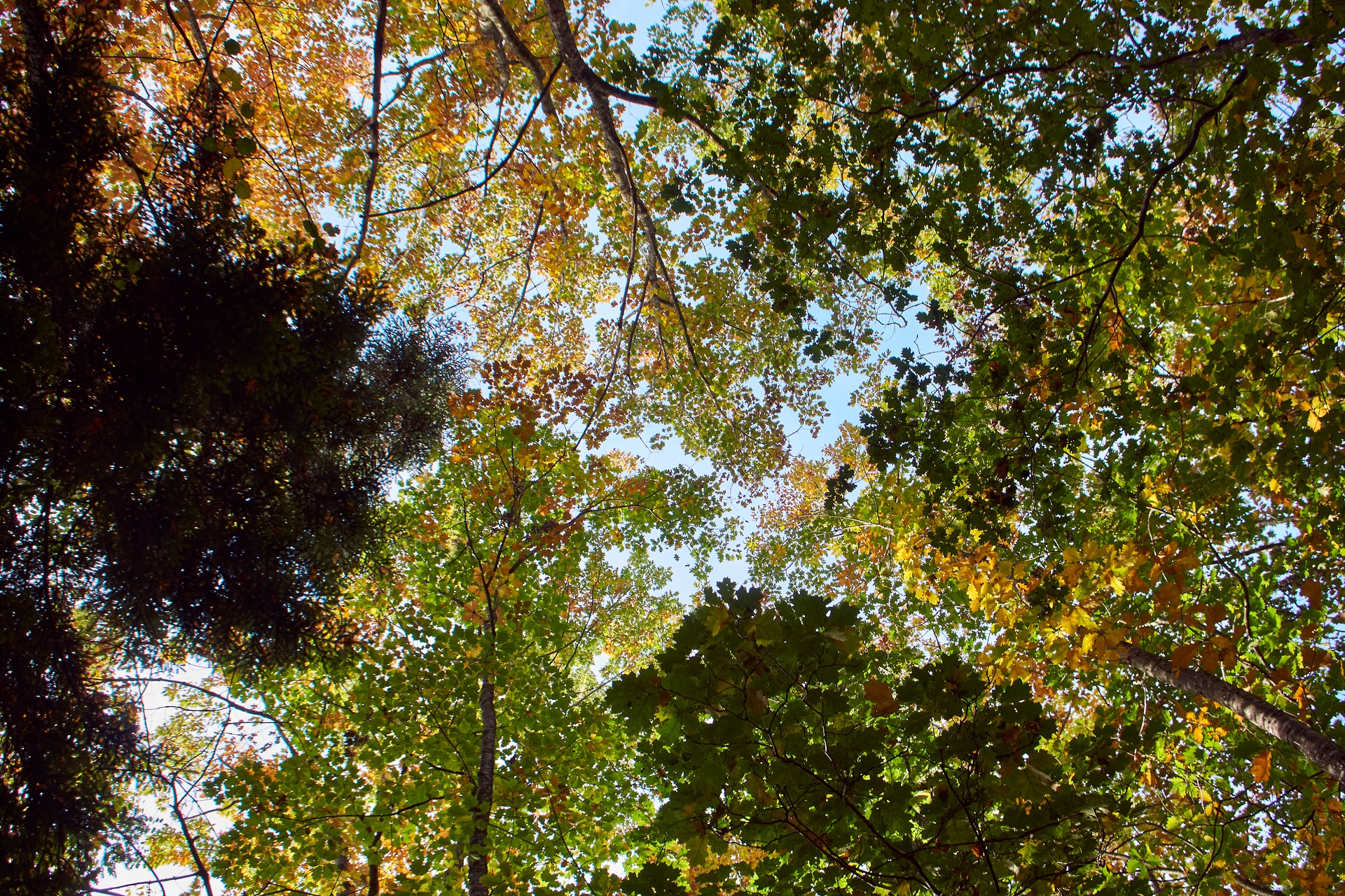 Arbres en automne
