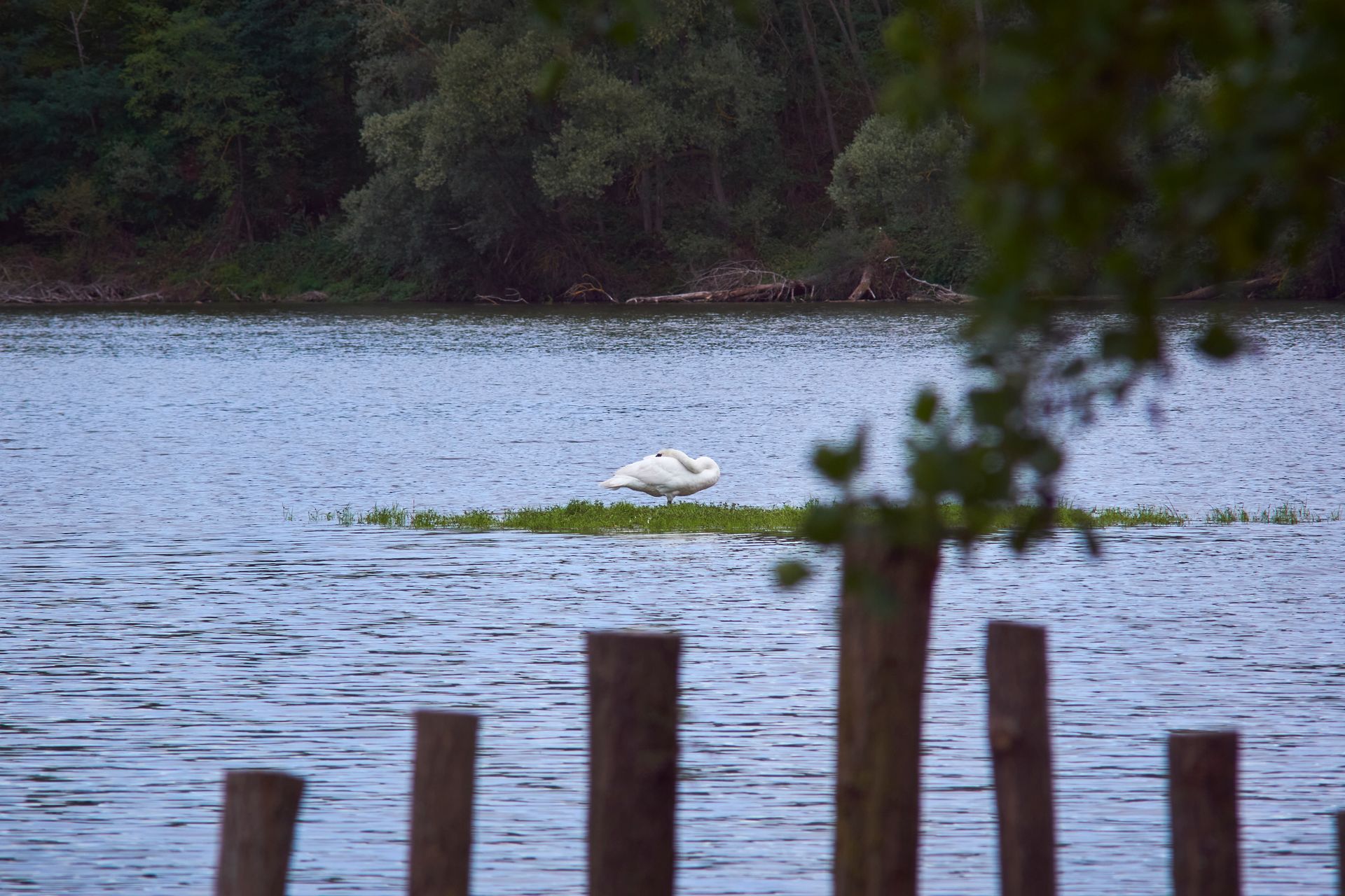 La gravière aux oiseaux