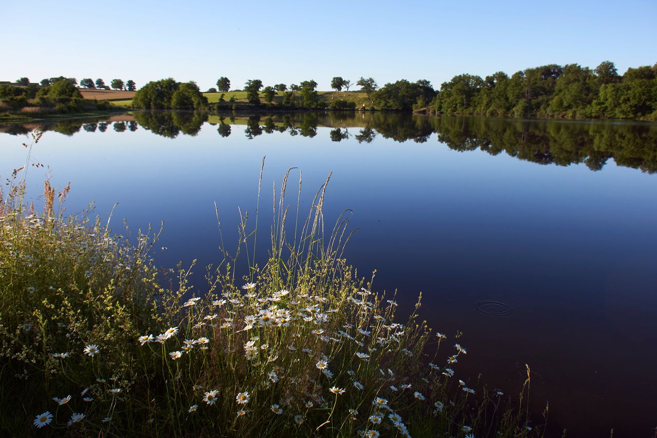 Etang et marguerites