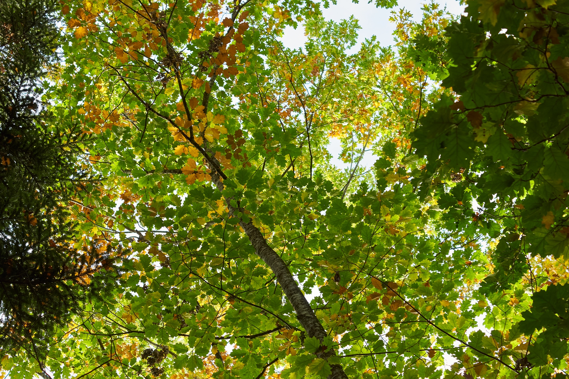 Feuilles d'automne