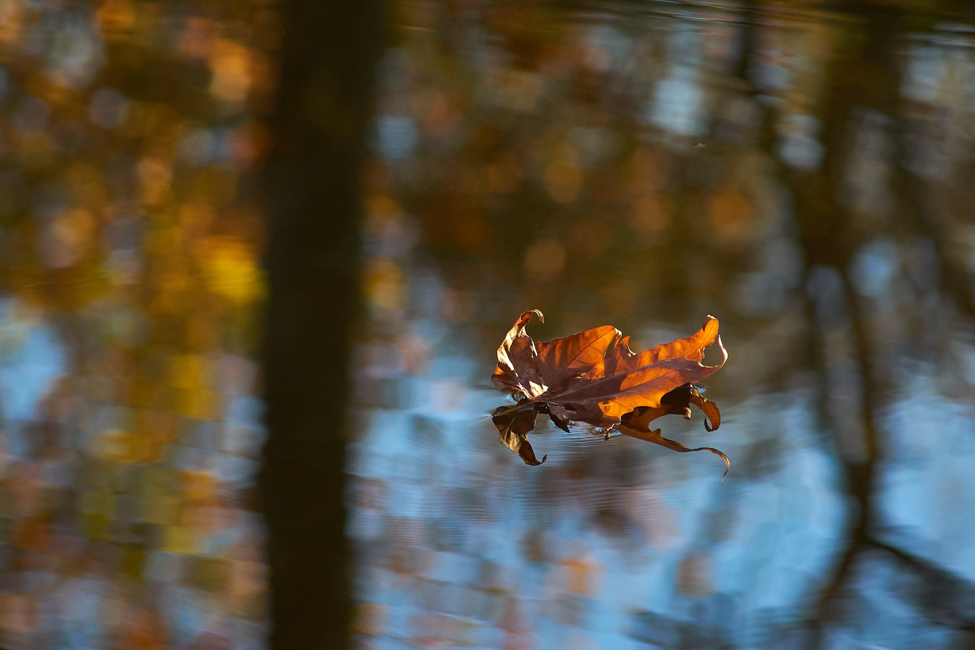 Feuille de platane sur le canal