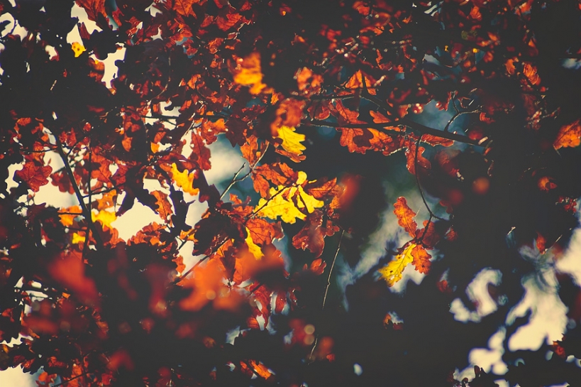 Feuilles de chêne