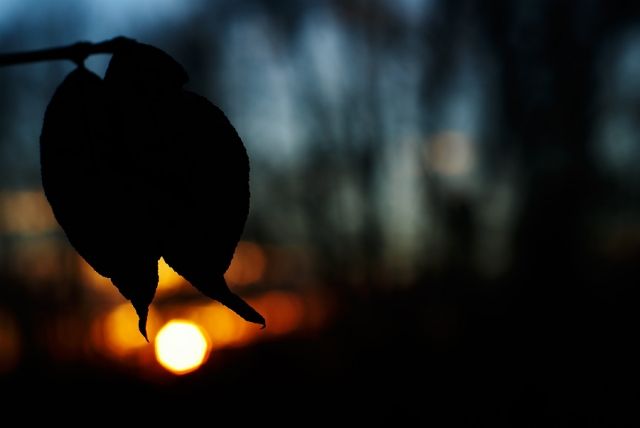 Crépuscule végétal