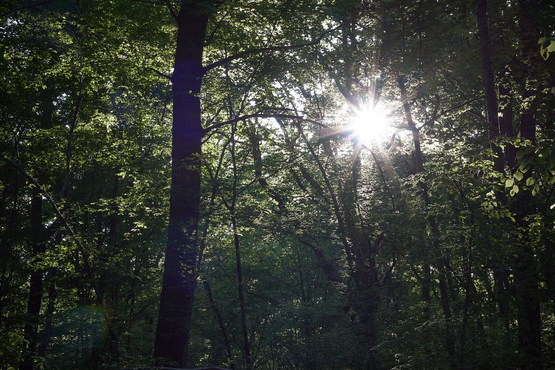 Forêt