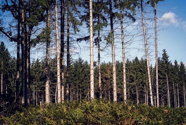 La forêt