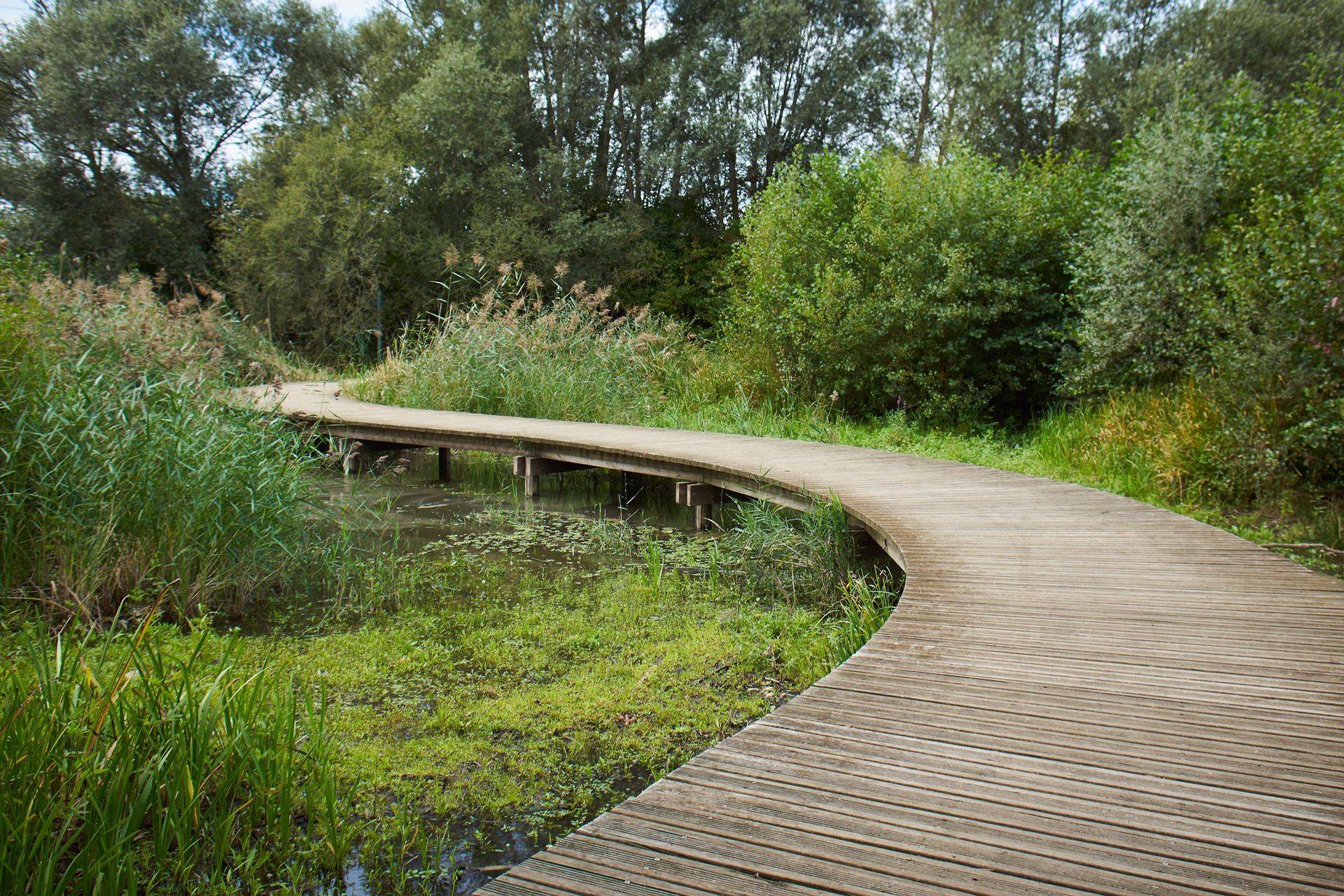 La gravière aux oiseaux