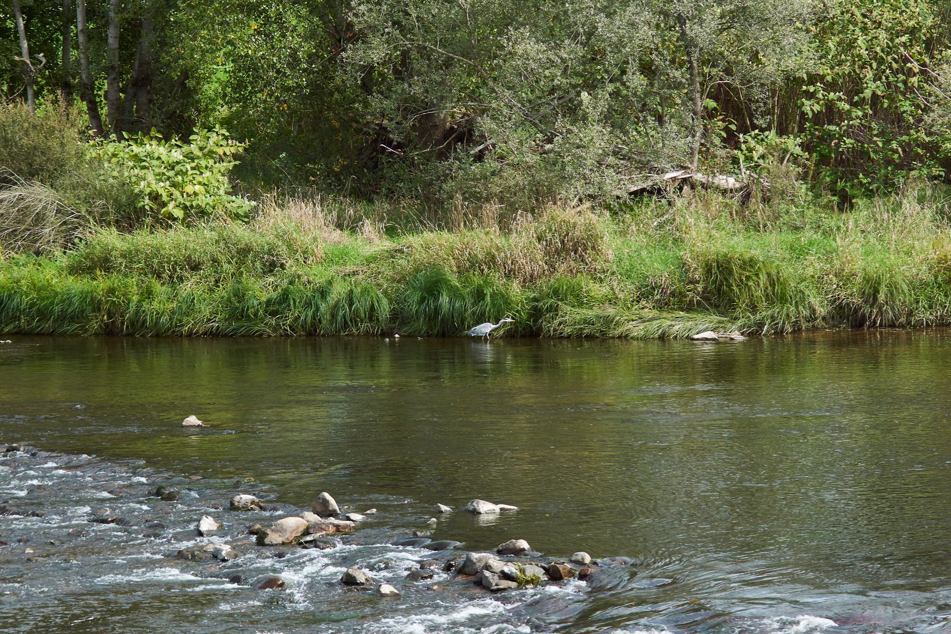 La gravière aux oiseaux