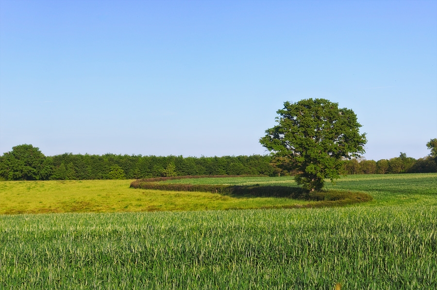 La haie des champs