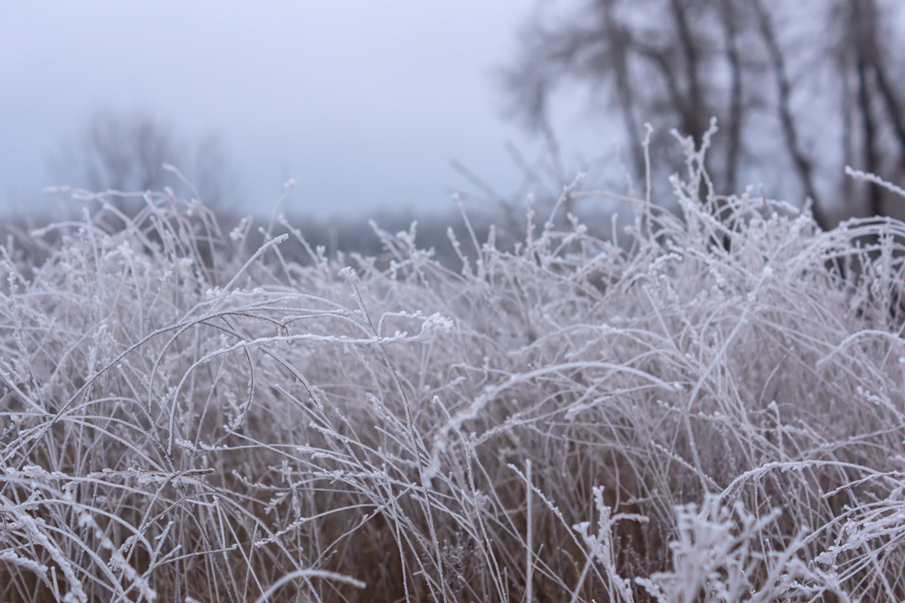 Les herbes gelées