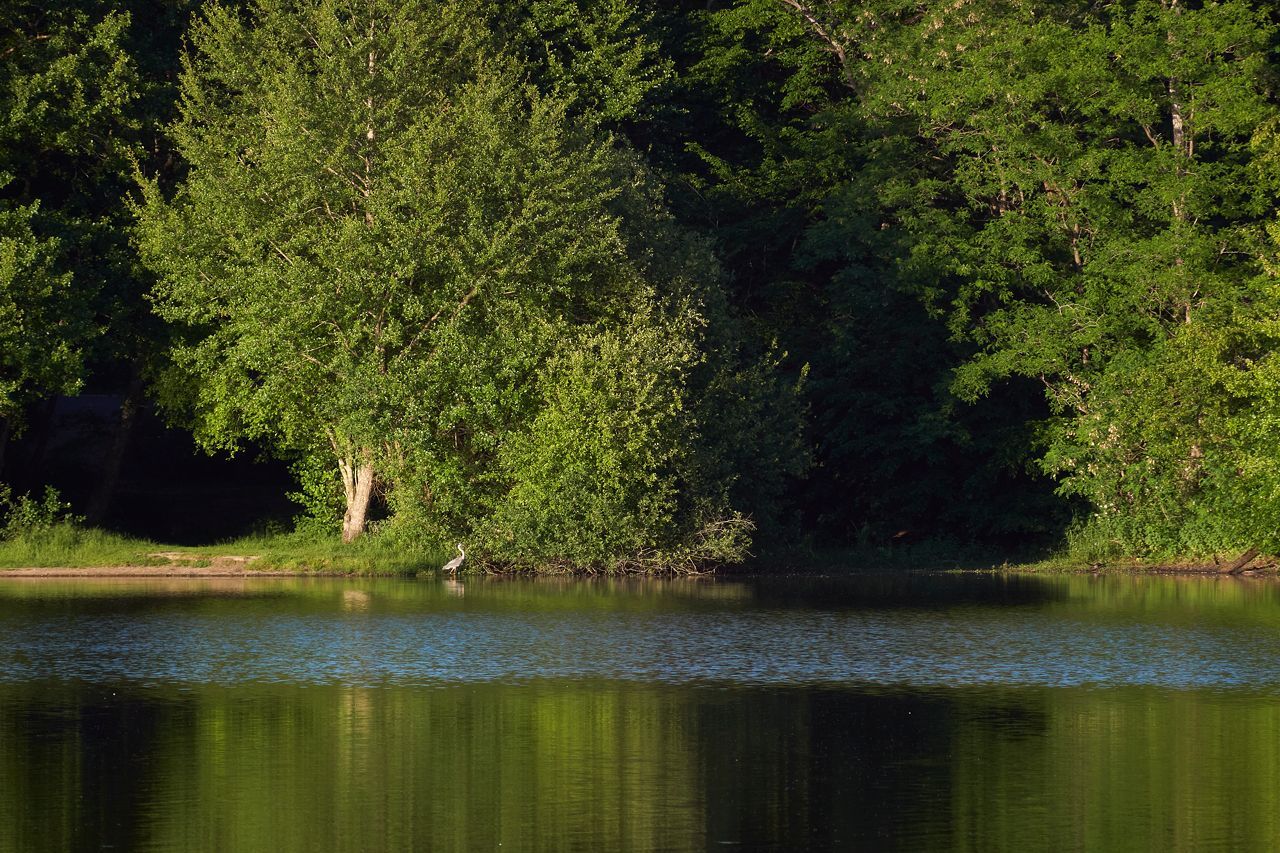 Héron en maraude