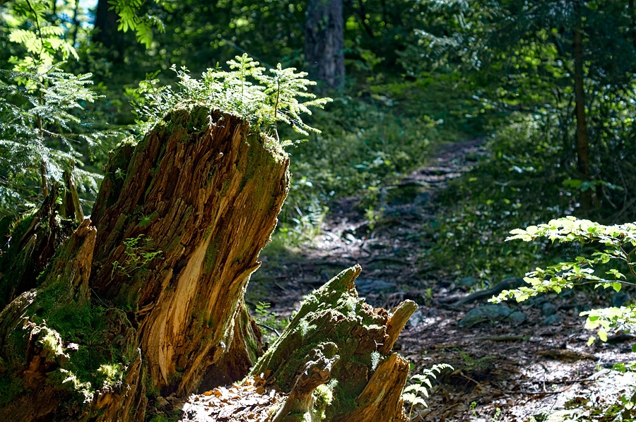 Chemin