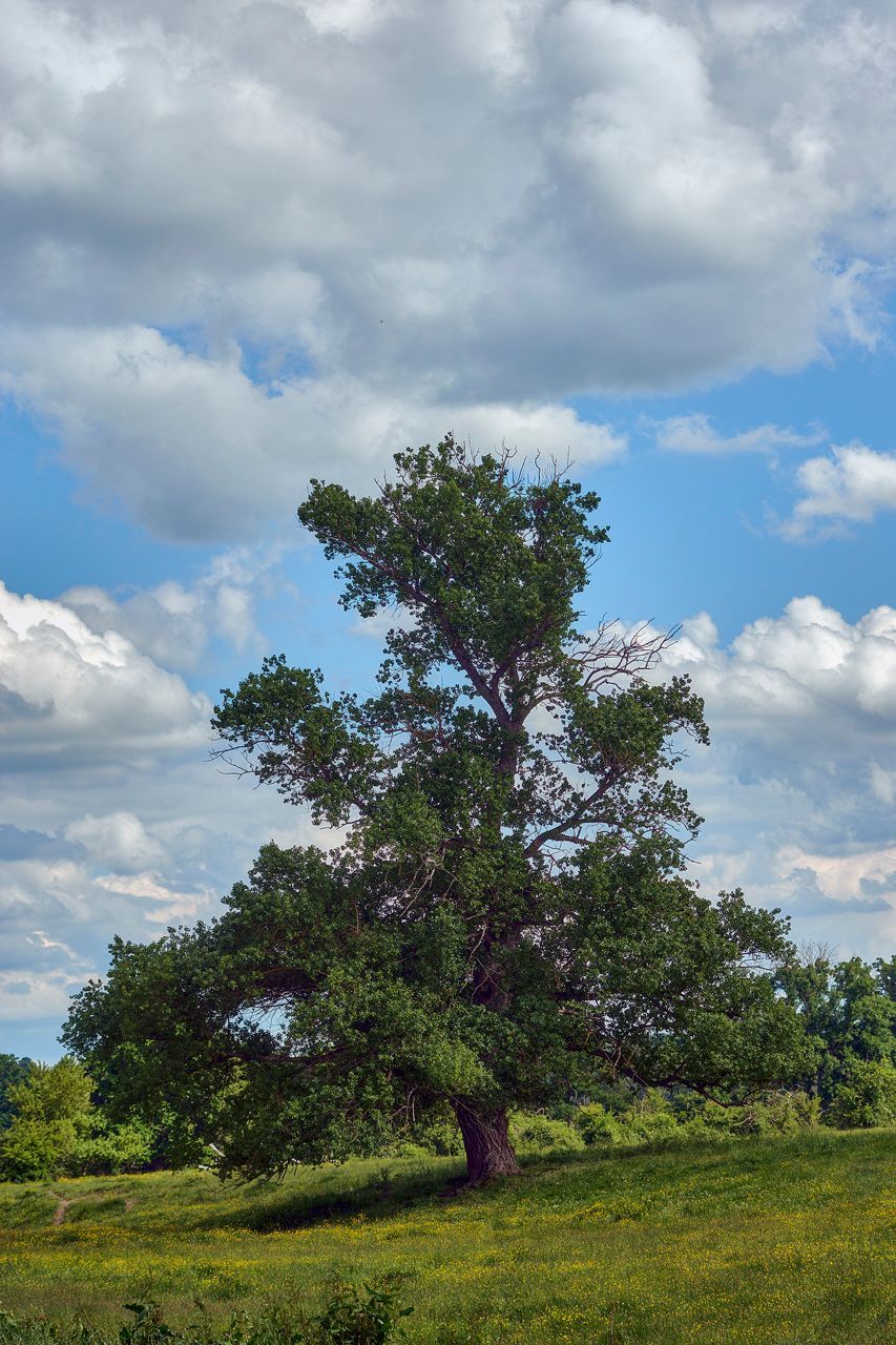 L'arbre du pré