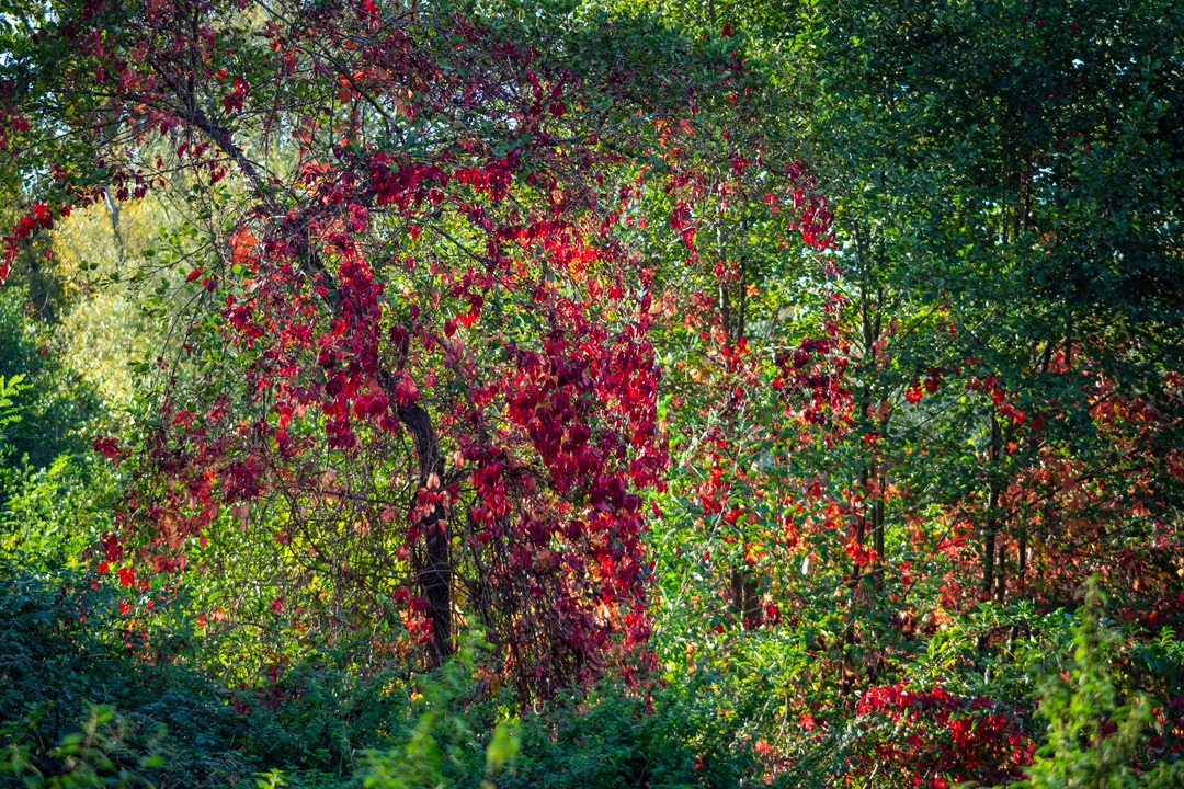 Vigne vierge