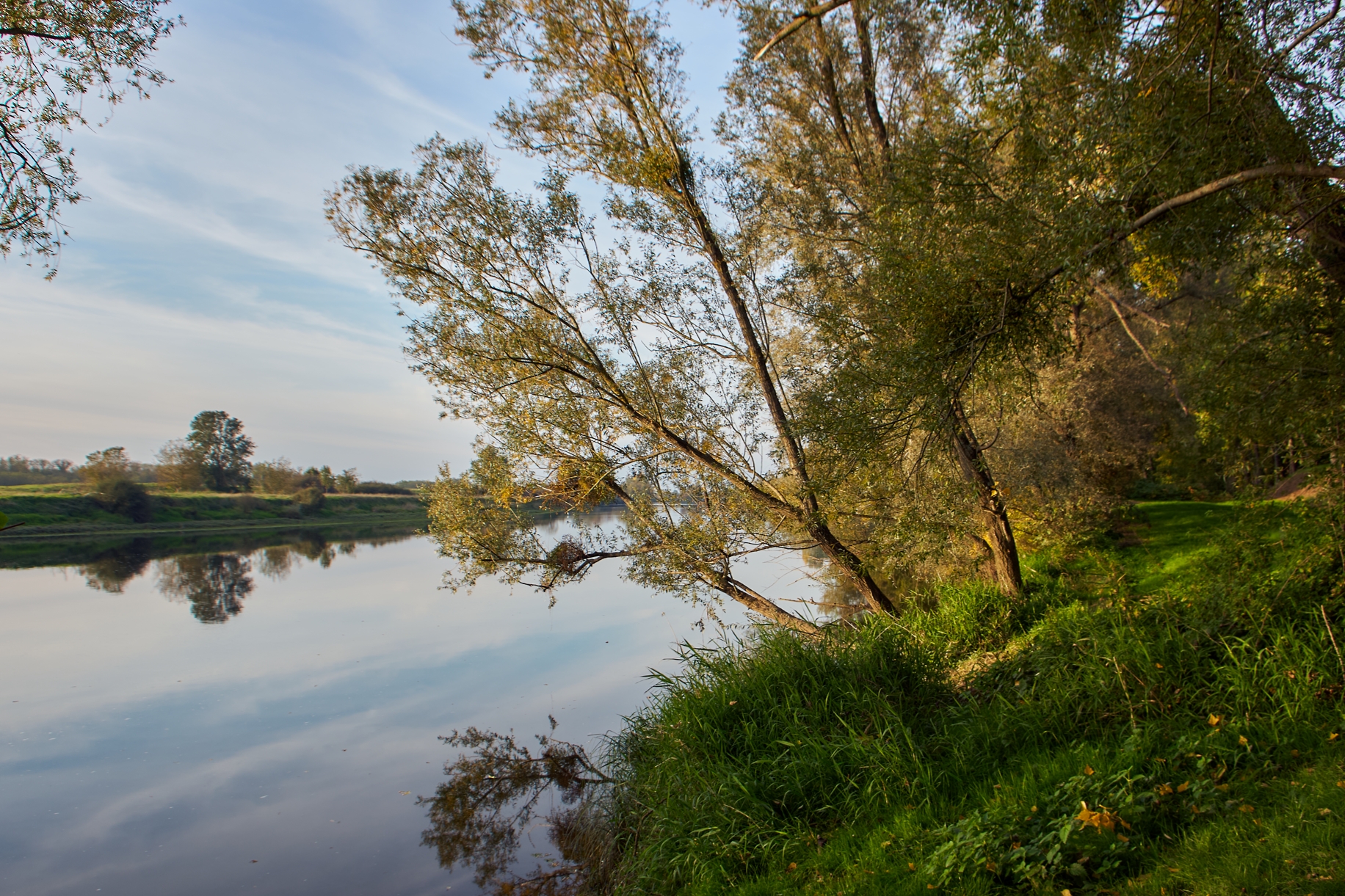 Arbres en bord de Loire