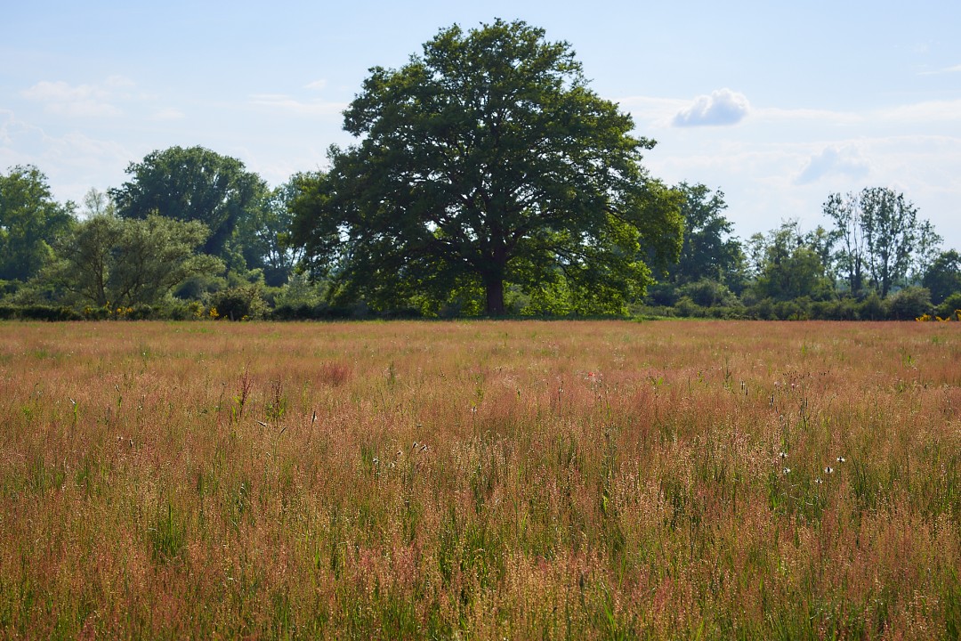 Prairie