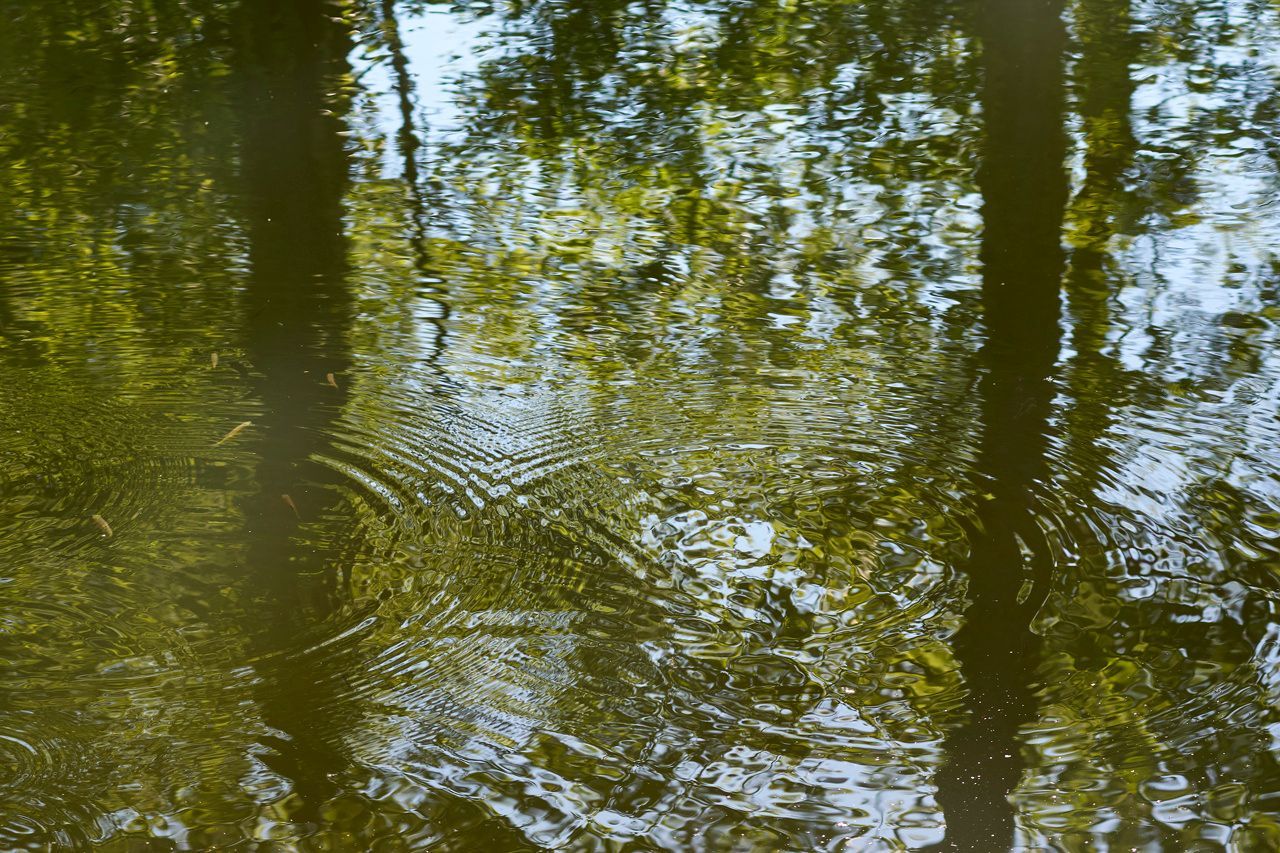 Poissons