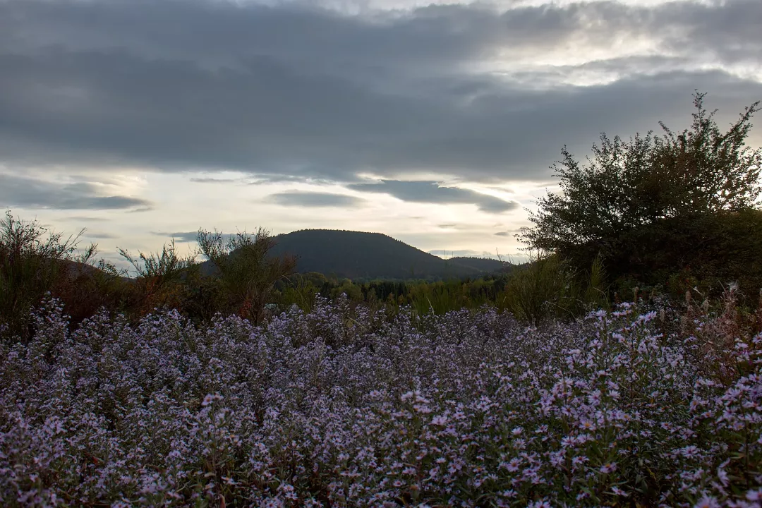 puys-soir-fleurs