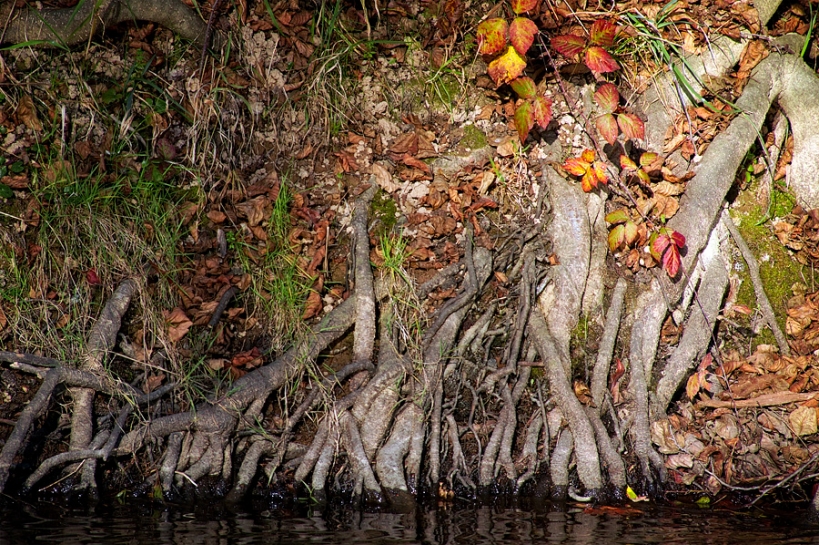 Racines à la rivière
