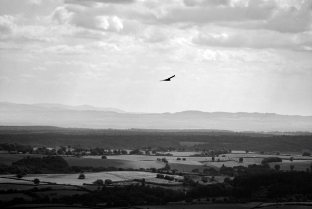 Rapace en vol