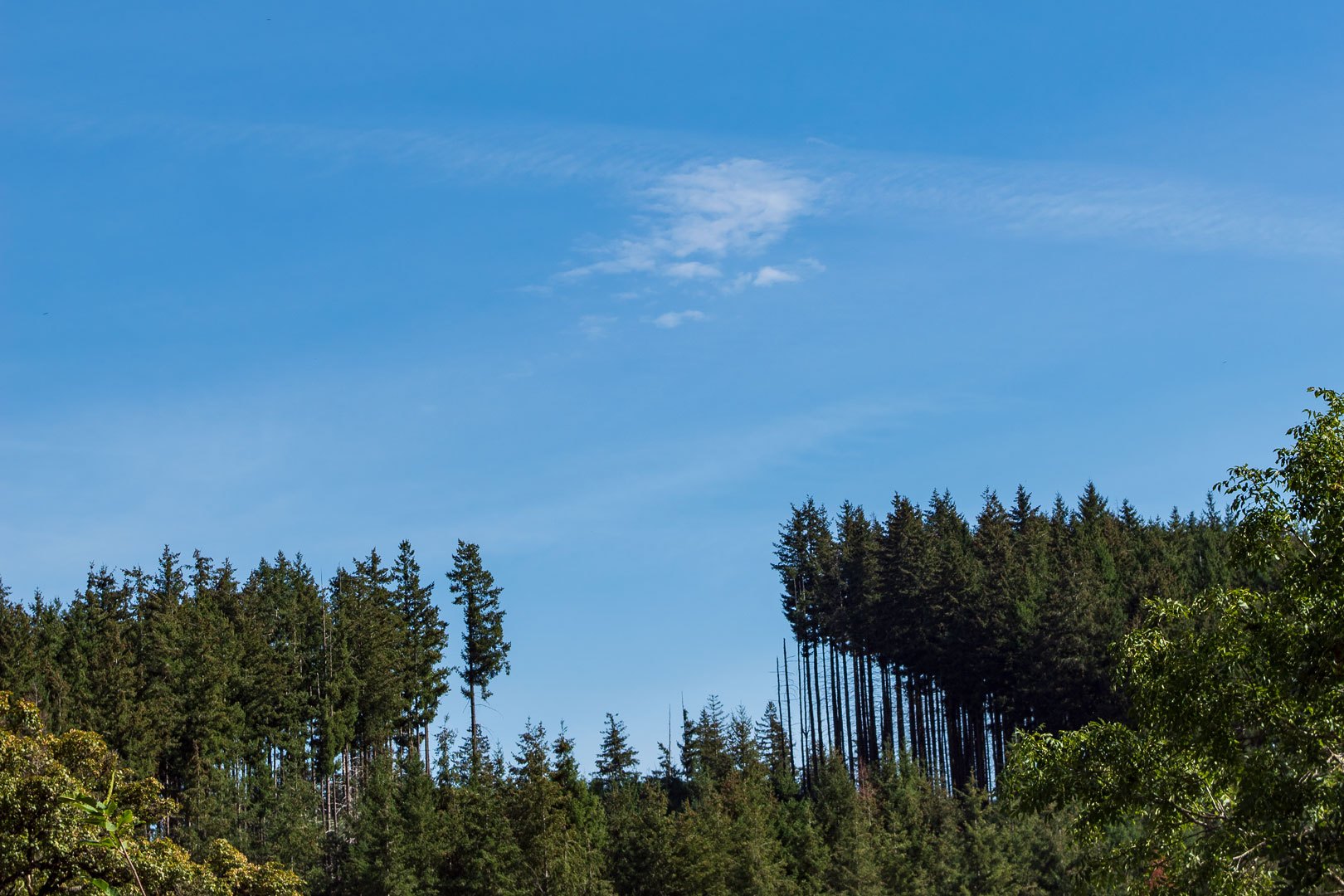 Foret près de Dun