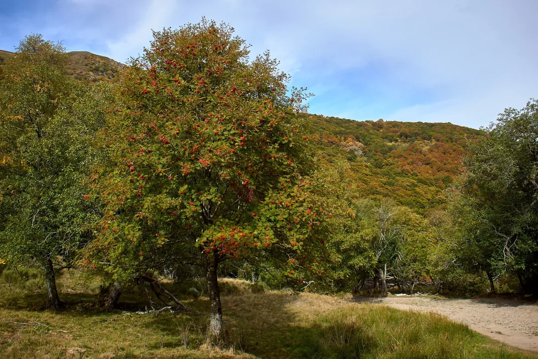 sorbier-vallee-chaudefour