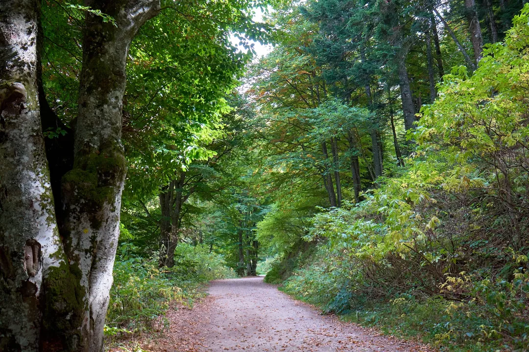 vallee-chaudefour-foret