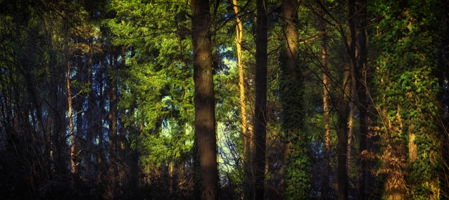 La foret La foret