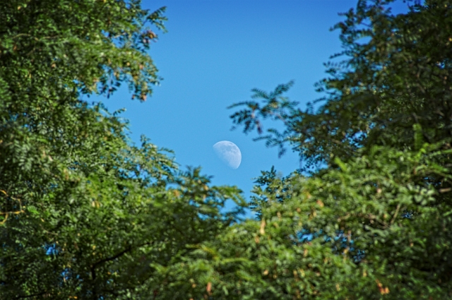Lune et acacias Lune et acacias