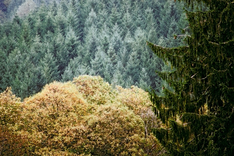 Forêts Forêts