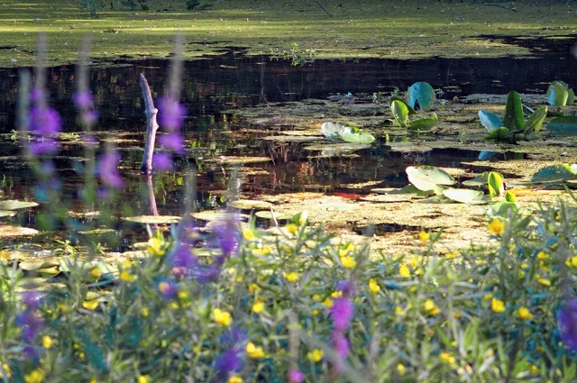 Bras de Loire Bras de Loire