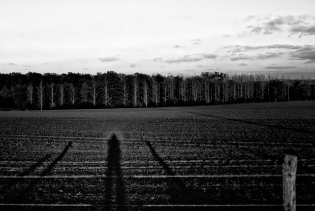 Ombre sur le bois Ombre sur le bois