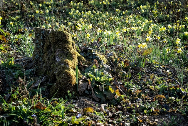 Souche aux jonquilles Souche aux jonquilles