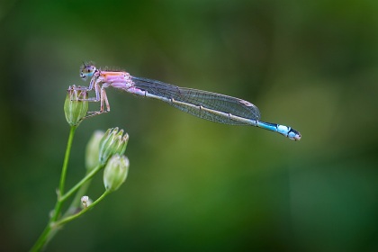 Agrion élégant, Ischnura elegans, photographie nature, zipanatura