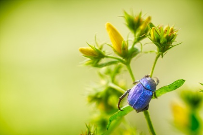 Hoplie, photographie nature, zipanatura