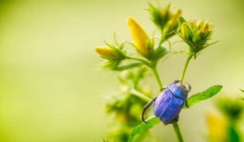Hoplie, photographie nature, zipanatura