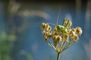 Sauterelle verte, photographie nature, zipanatura