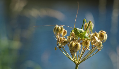 Sauterelle verte, photographie nature, zipanatura