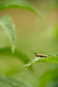 Agapanthie
