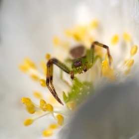 Anémone, l'araignée