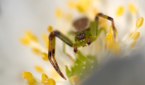 Anémone, l'araignée