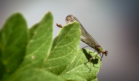 Caloptéryx éclatant