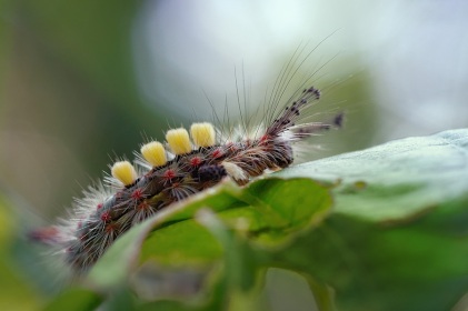 Chenille de L'Étoilée