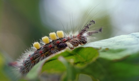 Chenille de L'Étoilée