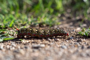 Hyles euphorbiae