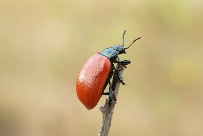 Chrysomele du peuplier
