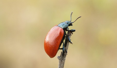 Chrysomele du peuplier