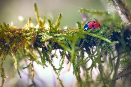 Coccinelle à sept points
