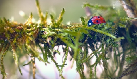 Coccinelle à sept points